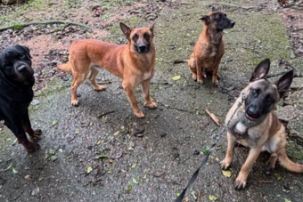 four-dogs.png