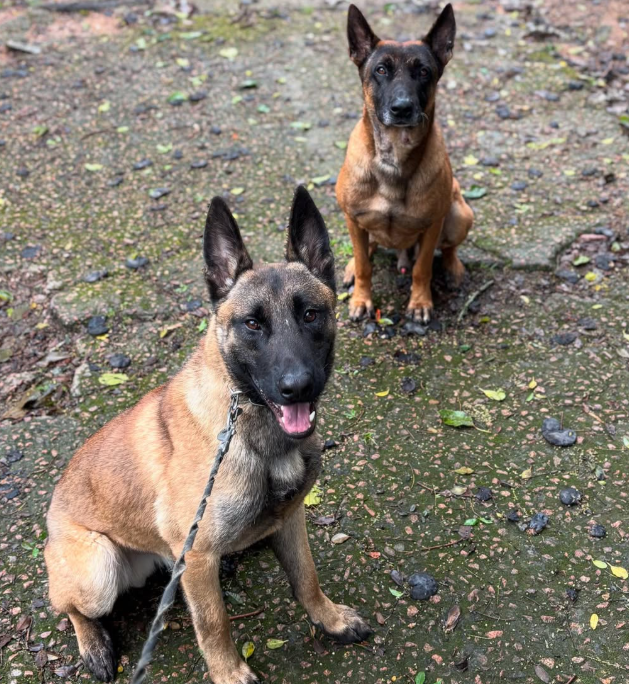 two-dogs.png