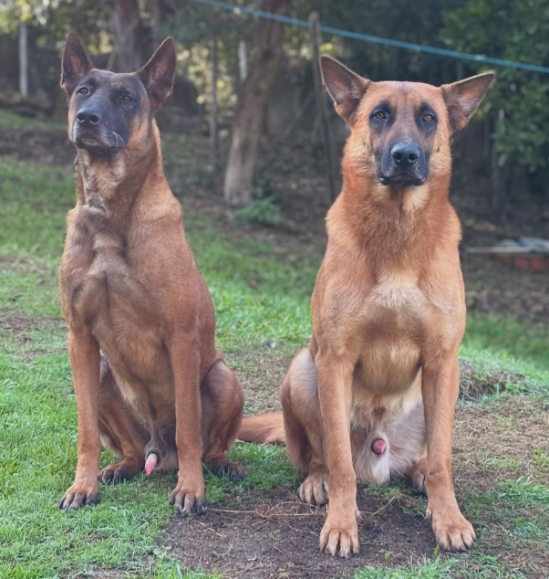 mali-dogs.png